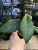 Hoya cv. Jennifer #1 - obrazek 3