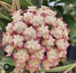Hoya cv. Jennifer #1 - obrazek 2