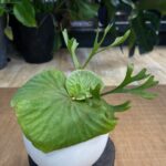 Platycerium ridleyi slender egzotyczna paproć o wąskich liściach zarodniowych i kulistych tarczach unikat kolekcjonerski sklep Variegarden alt tag