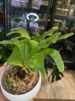 Platycerium ridleyi x sib #1 - obrazek 2