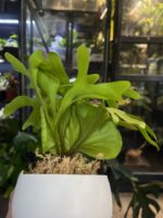 Platycerium ridleyi x sib #1 - obrazek 3