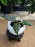 Philodendron serpens #1 - obrazek 2