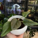 Philodendron serpens zbliżenie na charakterystyczne owłosione czerwone ogonki liściowe i zielone liście pnącze kolekcjonerskie sklep Variegarden alt tag