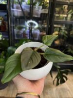 Philodendron serpens zbliżenie na charakterystyczne owłosione czerwone ogonki liściowe i zielone liście pnącze kolekcjonerskie sklep Variegarden alt tag