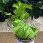 Platycerium ridleyi wide frond rzadka paproć epifityczna o szerokich masywnych liściach zarodniowych i wyraźnych tarczach okaz kolekcjonerski sklep Variegarden alt tag