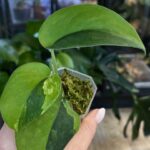 Scindapsus Silver Satin Tricolor aksamitne sercowate liście z trójkolorową srebrzysto-zieloną wariegacją rzadka roślina kolekcjonerska sklep Variegarden alt tag