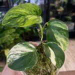 Scindapsus moonlight treubii aurea srebrzysto-niebieski liść z wyraźną żółtą variegacją rzadka roślina kolekcjonerska sklep Variegarden alt tag