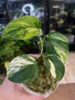 Scindapsus moonlight treubii aurea srebrzysto-niebieski liść z wyraźną żółtą variegacją rzadka roślina kolekcjonerska sklep Variegarden alt tag