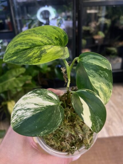 Scindapsus moonlight treubii aurea srebrzysto-niebieski liść z wyraźną żółtą variegacją rzadka roślina kolekcjonerska sklep Variegarden alt tag