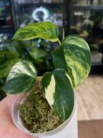 Scindapsus moonlight treubii aurea #1 - obrazek 2