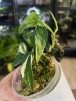 Scindapsus moonlight treubii aurea #1 - obrazek 3
