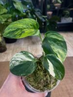 Scindapsus moonlight treubii aurea #1 - obrazek 4