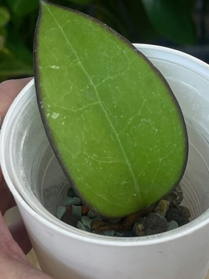 Hoya KSB 01, Hoya kolekcjonerska, Hoya sun stress, Hoya czerwone liście, Hoya o wybarwionych liściach, rzadka Hoya, pielęgnacja Hoya, woskownica sun-stressed,