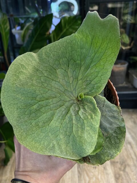 Platycerium superbum #1 - VarieGarden Świat Roślin