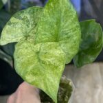 Alocasia macrorrhiza splash