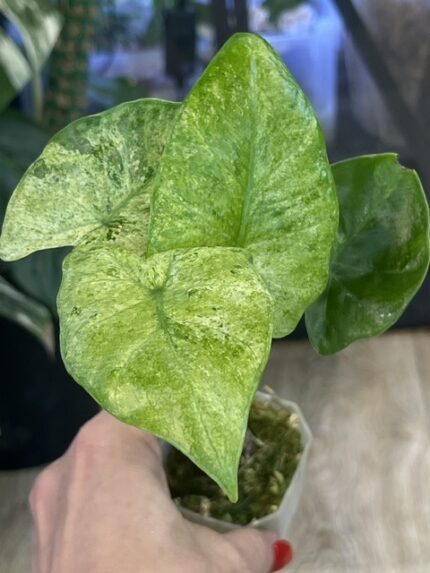 Alocasia macrorrhiza splash