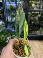 Rhaphidophora elliptifolia variegata #4 - obrazek 2