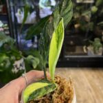 Rhaphidophora elliptifolia variegata o wydłużonych, zielonych liściach z gęstą, kremową variegacją typu splash, pnąca się po paliku mchowym.