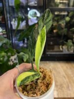 Rhaphidophora elliptifolia variegata o wydłużonych, zielonych liściach z gęstą, kremową variegacją typu splash, pnąca się po paliku mchowym.