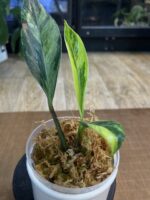 Rhaphidophora elliptifolia variegata #4 - obrazek 4