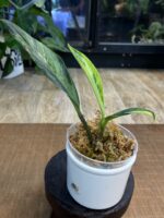 Rhaphidophora elliptifolia variegata #4 - obrazek 5