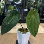Anthurium Dark Phoenix x AOS mroczne niemal czarne aksamitne liście z jasnym unerwieniem rzadka hybryda kolekcjonerska sklep Variegarden alt tag