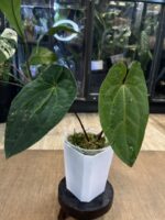 Anthurium Dark Phoenix x AOS mroczne niemal czarne aksamitne liście z jasnym unerwieniem rzadka hybryda kolekcjonerska sklep Variegarden alt tag
