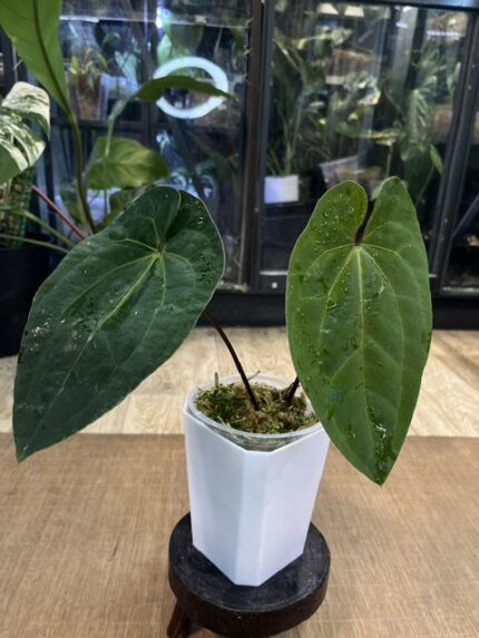 Anthurium Dark Phoenix x AOS mroczne niemal czarne aksamitne liście z jasnym unerwieniem rzadka hybryda kolekcjonerska sklep Variegarden alt tag