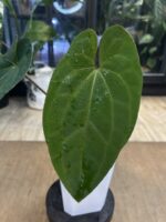 Anthurium Dark Phoenix x AOS #2 - obrazek 3