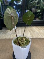 Anthurium Dark Phoenix x AOS #2 - obrazek 4