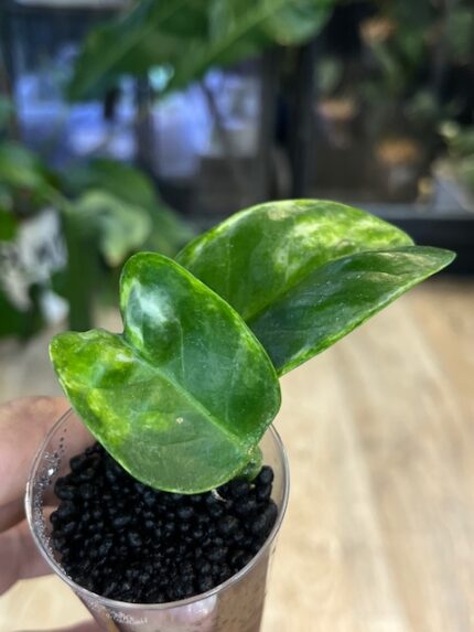 Hoya australis Peridot jasne limonkowe liście na gęstym pnączu z białymi kwiatami rzadka woskownica kolekcjonerska sklep Variegarden alt tag