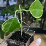 Hoya australis Peridot jasne limonkowe liście na gęstym pnączu z białymi kwiatami rzadka woskownica kolekcjonerska sklep Variegarden alt tag