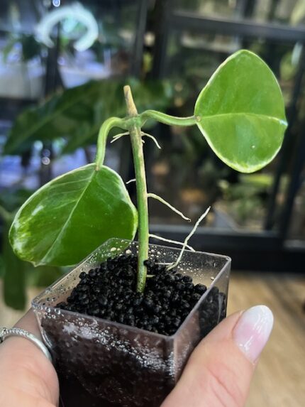 Hoya australis Peridot jasne limonkowe liście na gęstym pnączu z białymi kwiatami rzadka woskownica kolekcjonerska sklep Variegarden alt tag