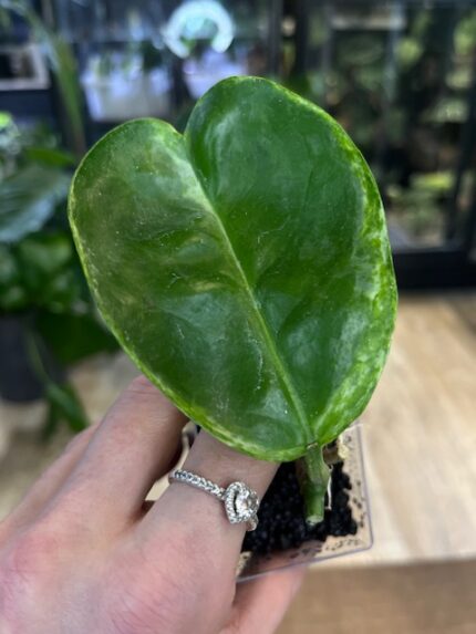 Hoya australis Peridot jasne limonkowe liście na gęstym pnączu z białymi kwiatami rzadka woskownica kolekcjonerska sklep Variegarden alt tag