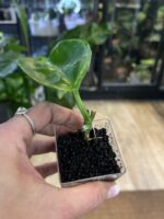 Hoya australis peridot #9 - obrazek 2