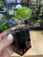 Hoya australis peridot #9 - obrazek 3