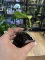 Hoya australis peridot #9 - obrazek 4