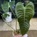Anthurium Veitchii narrow