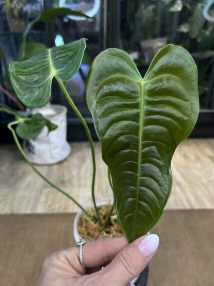 Anthurium Veitchii narrow