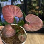 Syngonium Orm Nak intensywnie czerwone i burgundowe liście o strzałkowatym kształcie roślina kolekcjonerska sklep Variegarden alt tag