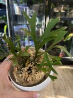 Platycerium ridleyi var. Coral #1 - obrazek 2