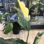 Philodendron Caramel Marble #5 / regres
