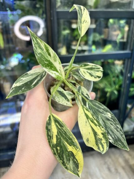 Philodendron Emerald Ice rzadka roślina kolekcjonerska o sercowatych liściach z szeroką białą i kremową variegacją na brzegach blaszek liściowych unikatowy okaz o eleganckim pokroju Variegarden.