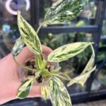 Philodendron Emerald Ice rzadka roślina kolekcjonerska o sercowatych liściach z szeroką białą i kremową variegacją na brzegach blaszek liściowych unikatowy okaz o eleganckim pokroju Variegarden.
