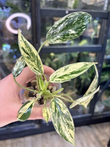 Philodendron Emerald Ice rzadka roślina kolekcjonerska o sercowatych liściach z szeroką białą i kremową variegacją na brzegach blaszek liściowych unikatowy okaz o eleganckim pokroju Variegarden.