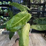 Philodendron Paraiso Verde Albo rzadka roślina kolekcjonerska o długich powycinanych liściach z unikalną białą i kremową variegacją typu albo oraz miętowym marmurkiem Variegarden.