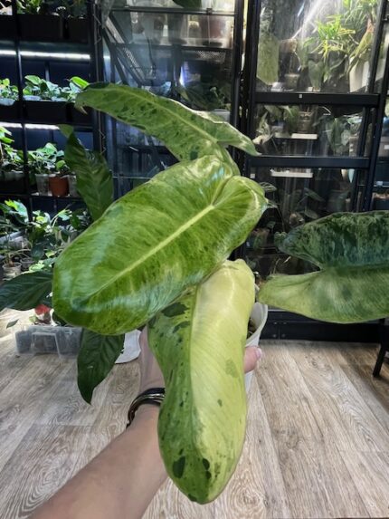 Philodendron Paraiso Verde Albo rzadka roślina kolekcjonerska o długich powycinanych liściach z unikalną białą i kremową variegacją typu albo oraz miętowym marmurkiem Variegarden.