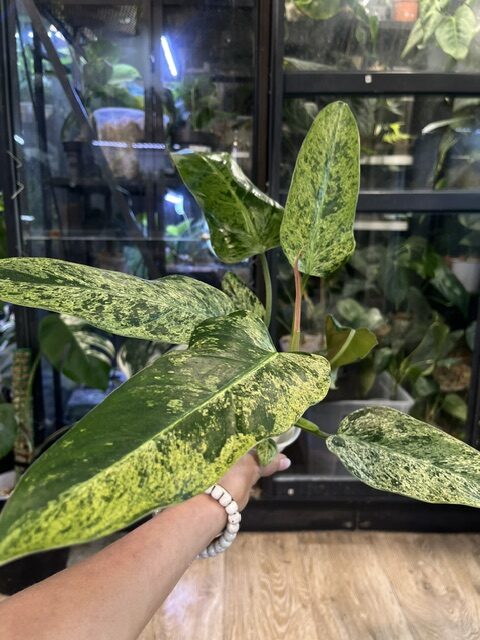 Philodendron Whipple Way mint (2) Philodendron Whipple Way mint