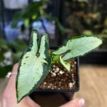 Syngonium Little Star kolekcjonerska odmiana syngonium o drobnych wąskich liściach z wariegacją Variegarden.