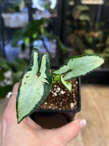 Syngonium Little Star kolekcjonerska odmiana syngonium o drobnych wąskich liściach z wariegacją Variegarden.